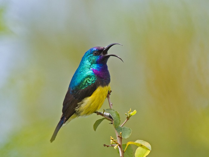Variable SunbirdCanon 7D600mm focal length1/200 sec exposureF7.1ISO 200