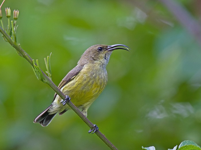 Variable SunbirdCanon 7D600mm focal length1/60 sec exposureF7.1ISO 200