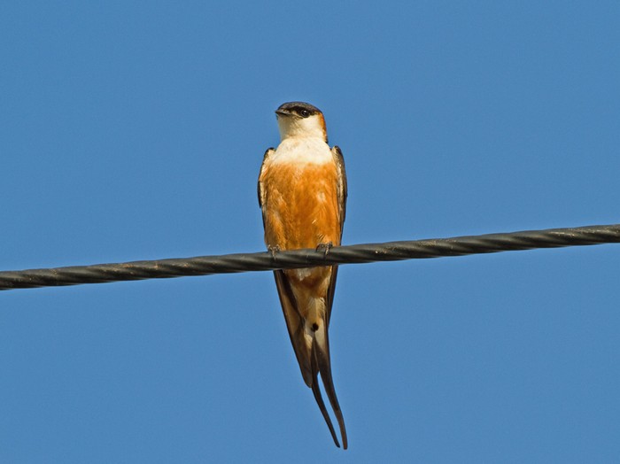 Mosque SwallowCanon 7D600mm focal length1/250 sec exposureF6.3ISO 200
