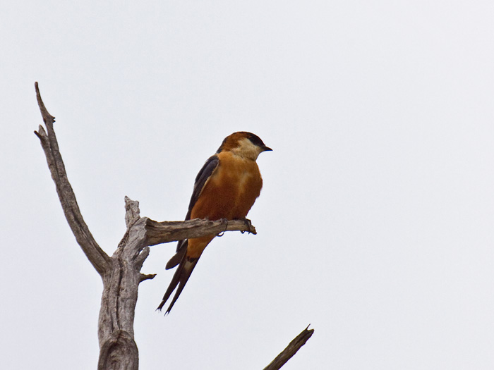 Mosque SwallowCanon 50D400mm focal length