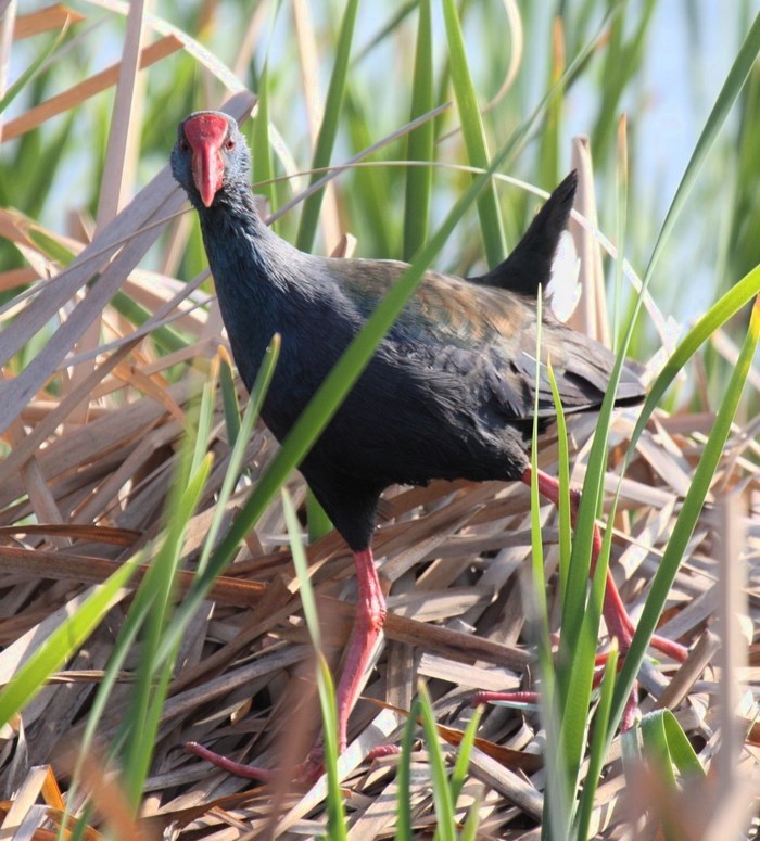 African Purple Swamphen