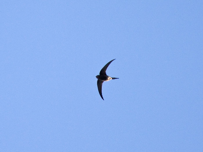 Scarce Swift