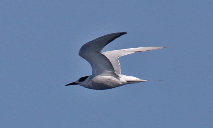 Arctic Tern