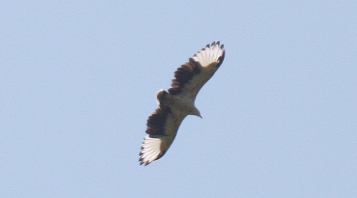 Palm-nut Vulture