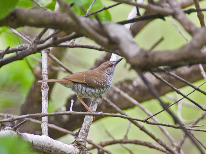 Stierling's Wren-Warbler