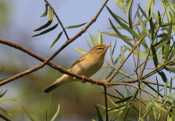 Willow Warbler