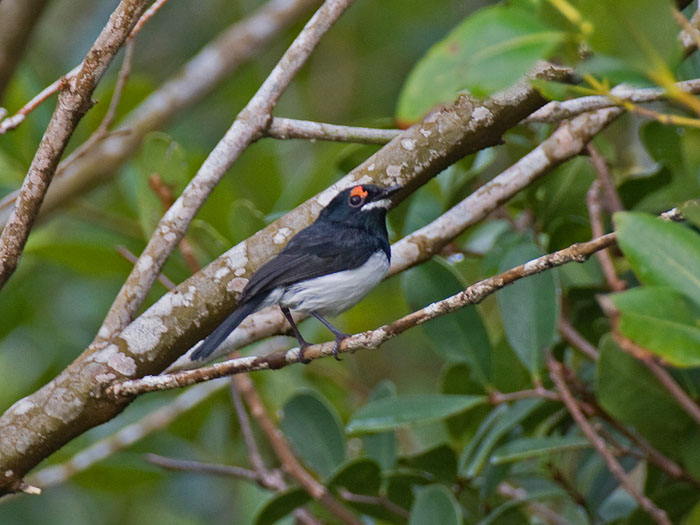 Black-throated Wattle-eye