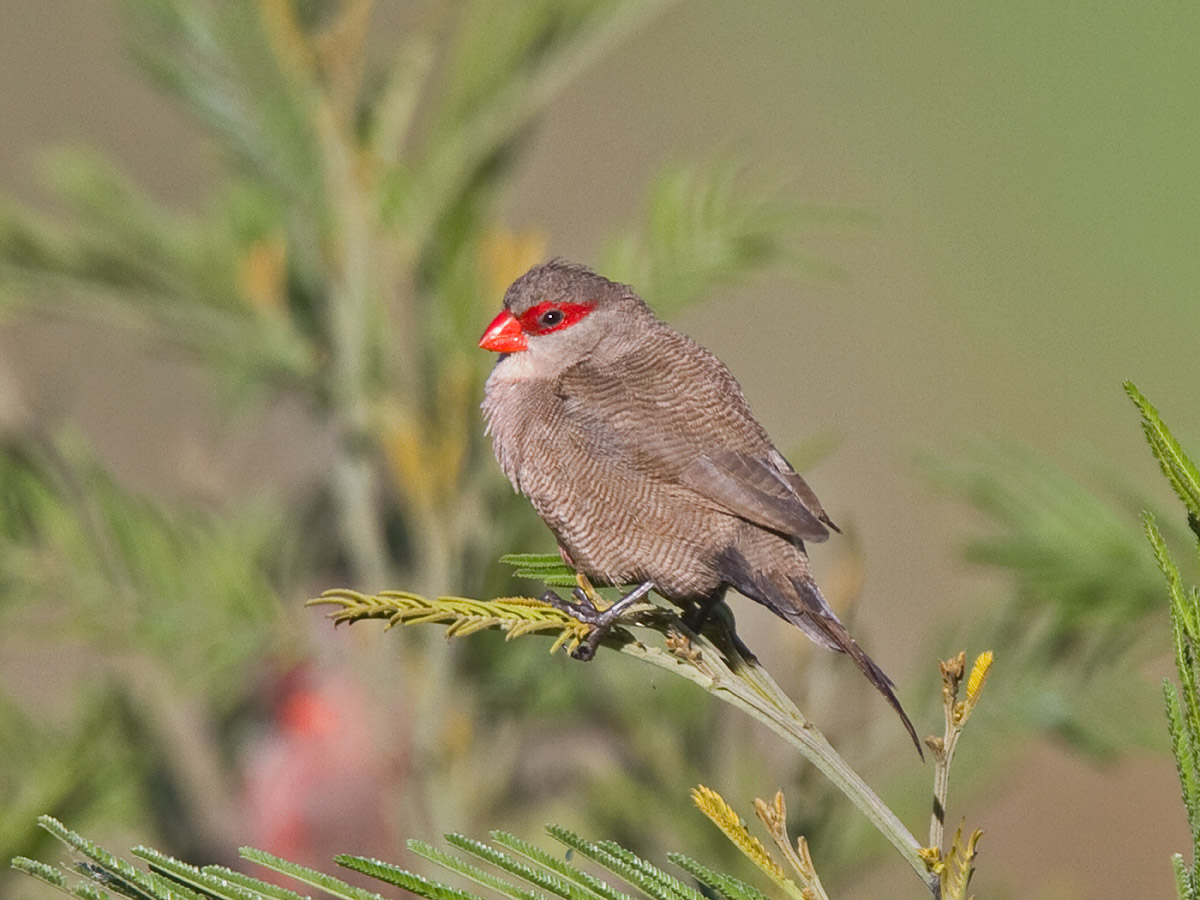 Common WaxbillCanon 7DFocal length 420mm1/1000 sec exposureF5ISO 320