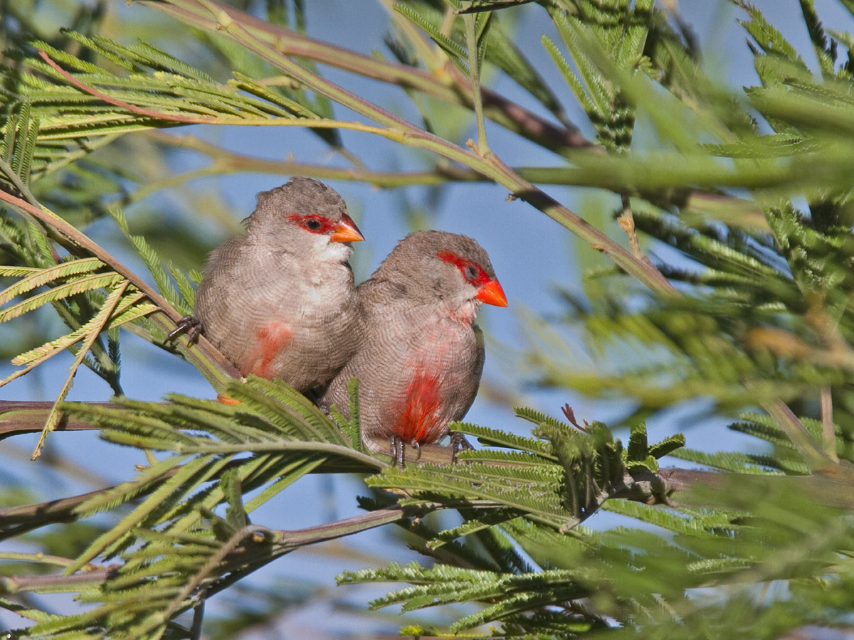 Common WaxbillCanon 7DFocal length 420mm1/1000 sec exposureF5ISO 320