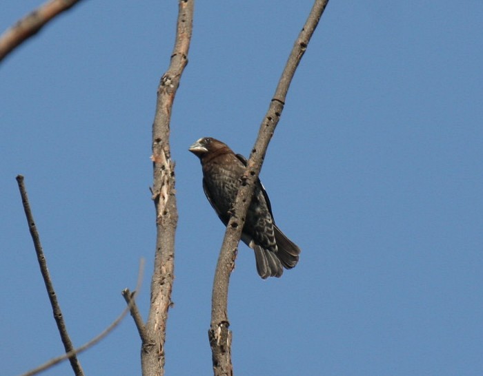 Thick-billed Weaver