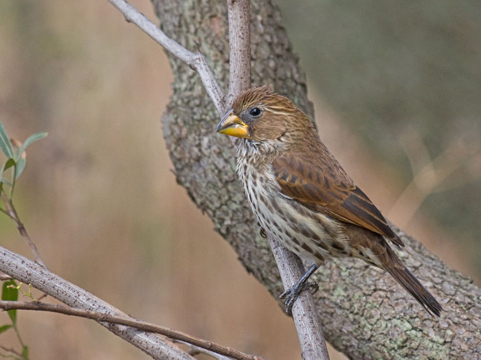 Thick-billed Weaver
