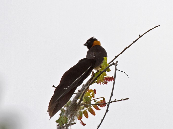 Broad-tailed Paradise-WhydahCanon 7D600mm focal length1/500 sec exposureF7.1ISO 200