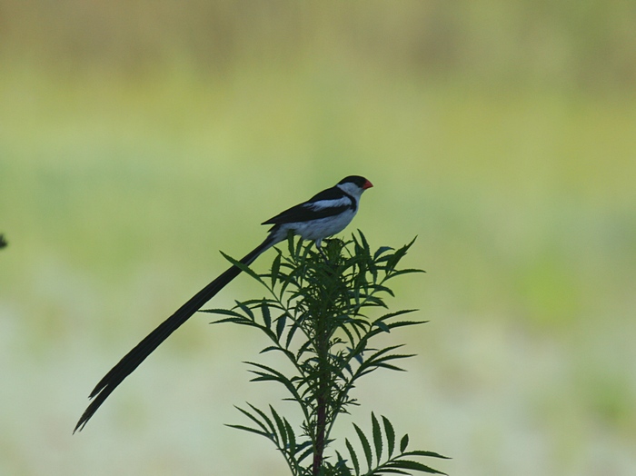 Pin-tailed Whydah