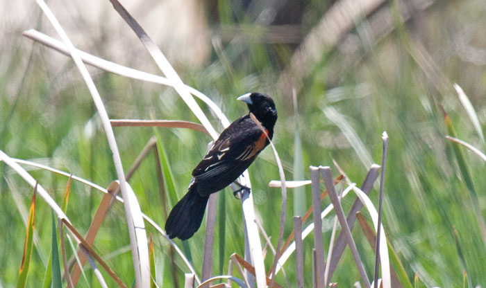 Fan-tailed Widowbird