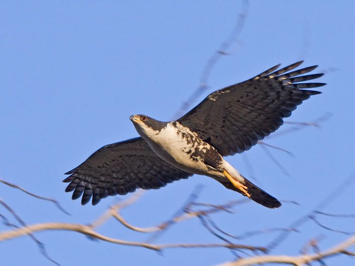 http://www.niall.co.za/Species/bird-pages/images/sparrowhawk-black_7911-female.jpg