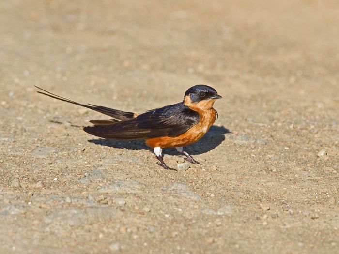 http://www.niall.co.za/Species/bird-pages/images/swallow-red-breasted_3474.jpg