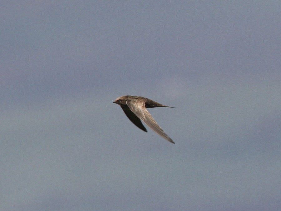 http://www.niall.co.za/Species/bird-pages/images/swift-african-black_2240.jpg