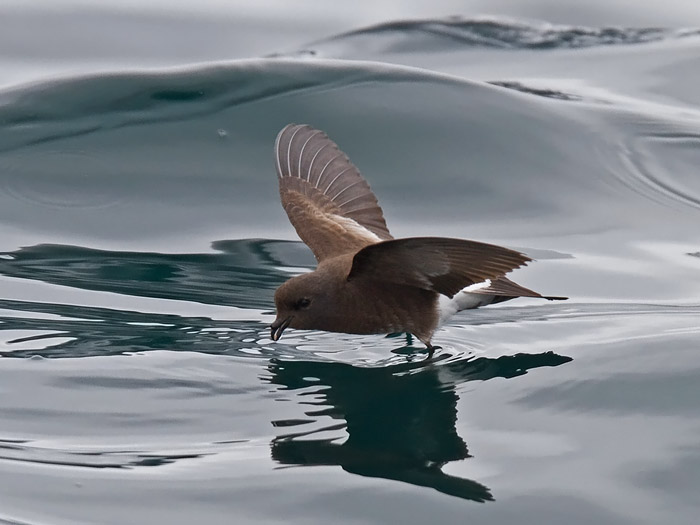 http://www.niall.co.za/Worldbirds/bird-pages/images/storm-petrel-white-vented_4677.jpg