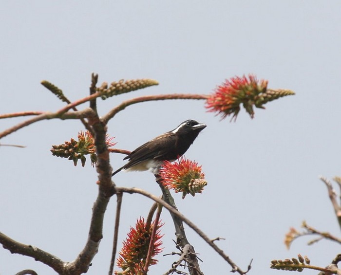 White-eared Barbet