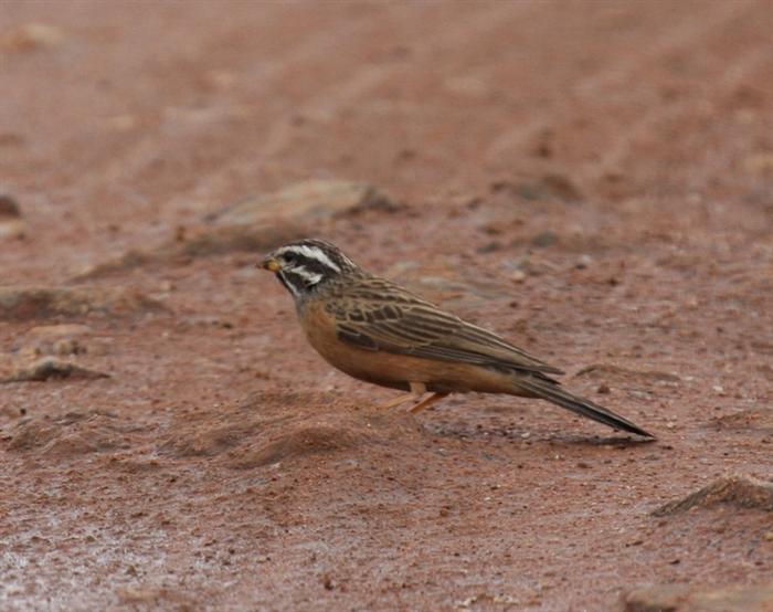 Cinnamon-breasted Bunting