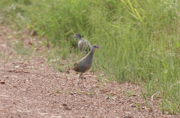 African Crake