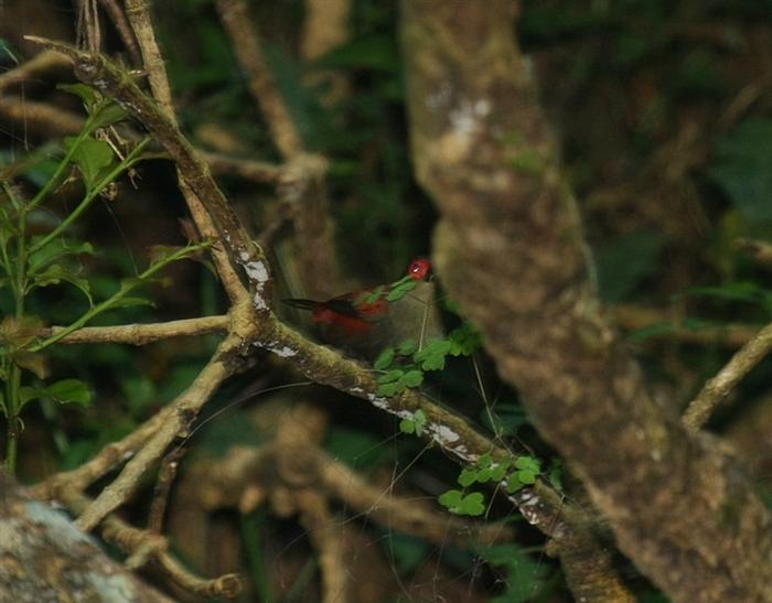 Red-faced Crimsonwing