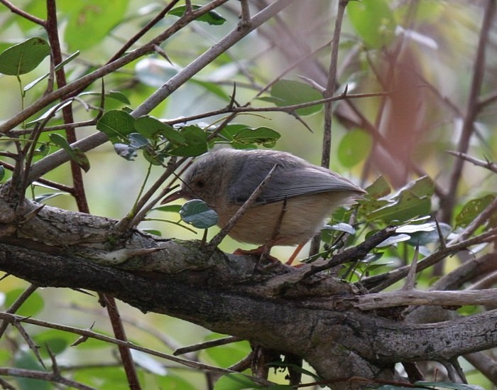 Red-faced Crombec