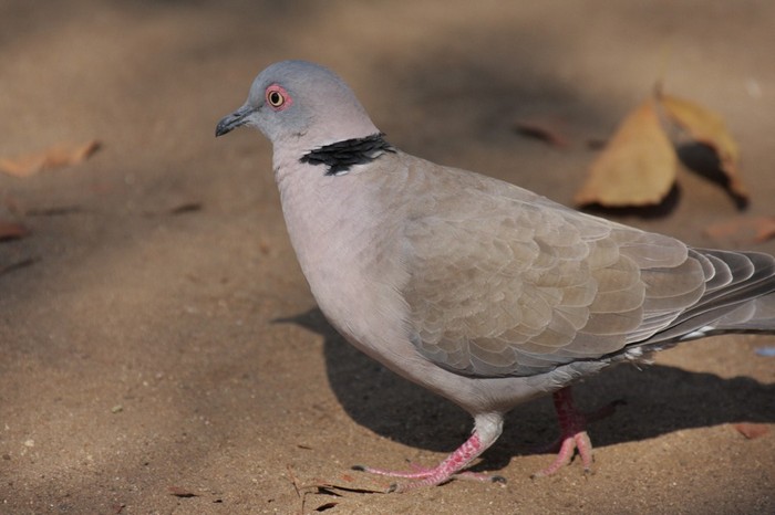 African Mourning Dove