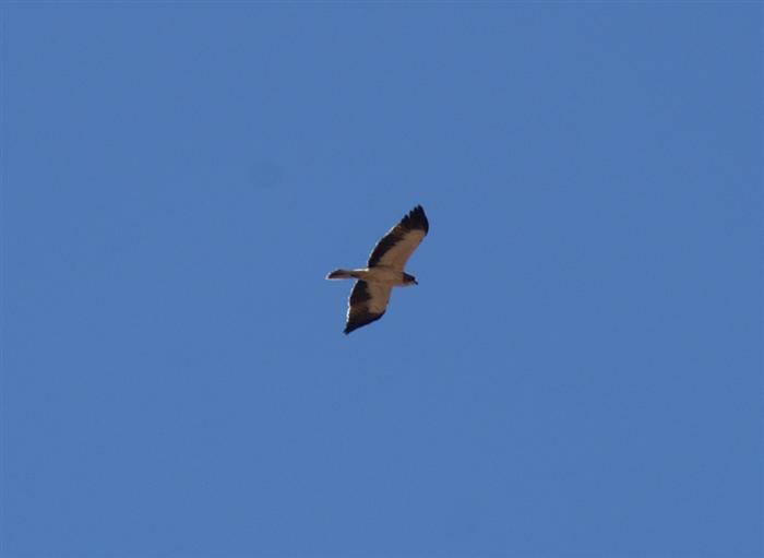 Booted EagleMinolta Maxxum 5D300mm focal length