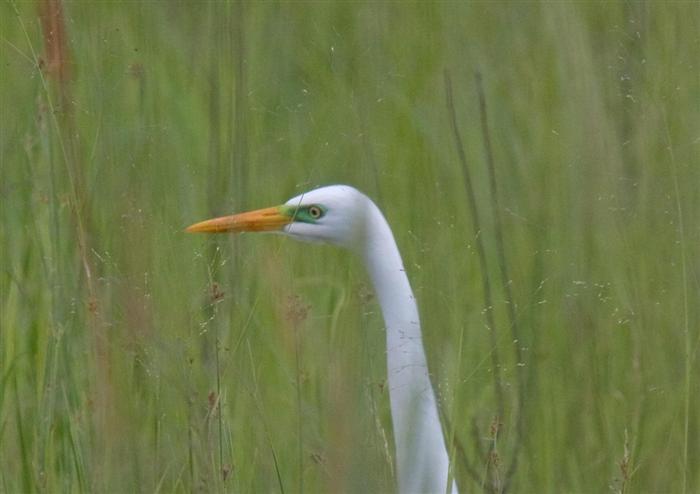 Yellow-billed Egret