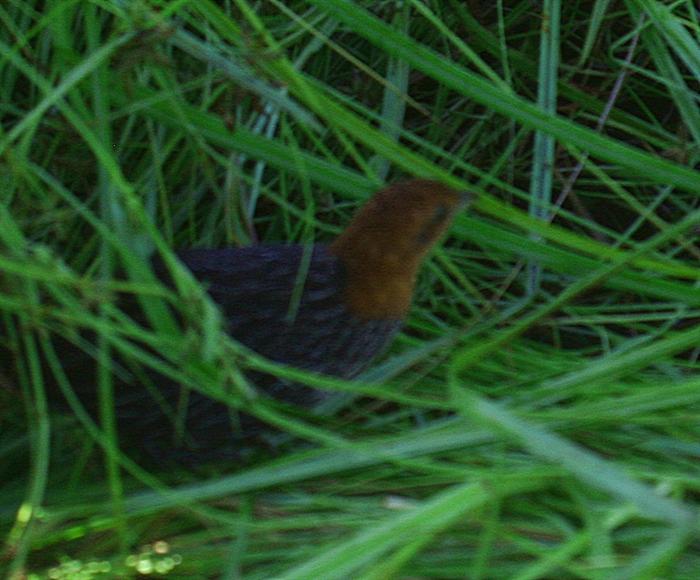 Streaky-breasted Flufftail
