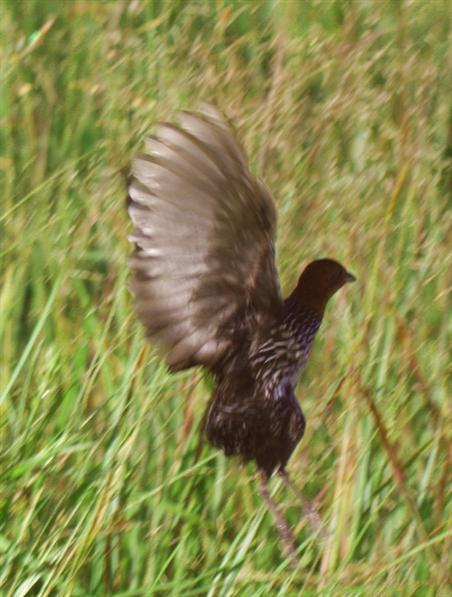 Streaky-breasted Flufftail