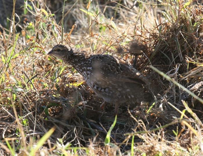 Natal Spurfowl