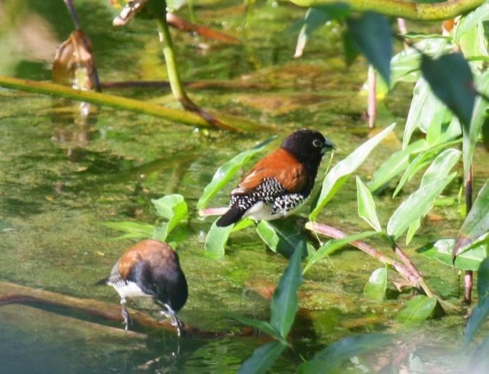 Red-backed Mannikin