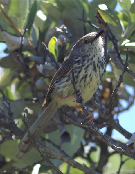 Karoo Prinia