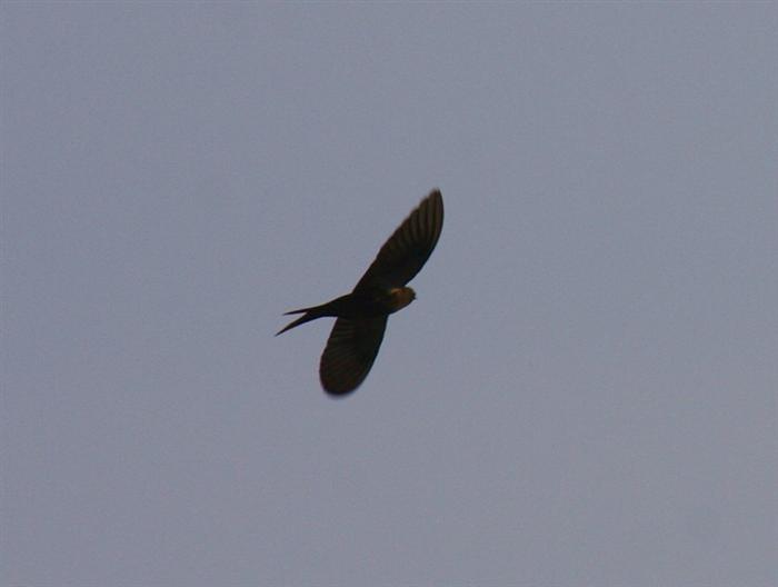 Eastern Saw-wingCanon 40D400mm focal length