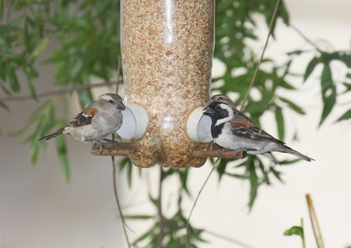 Cape Sparrow