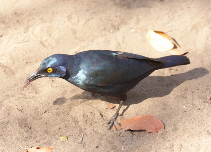Cape Glossy Starling