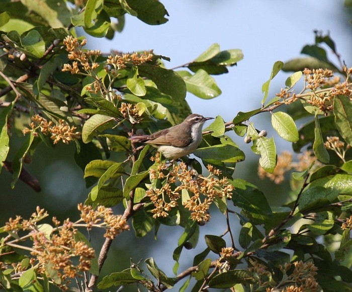 Western Violet-backed Sunbird