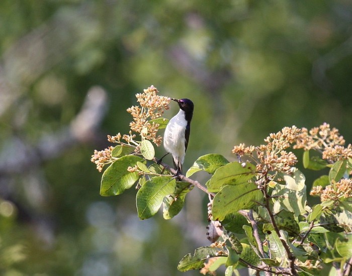 Western Violet-backed Sunbird