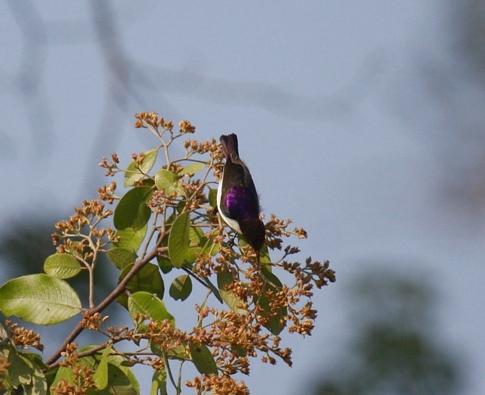 Western Violet-backed Sunbird