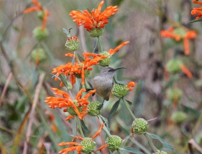 Greater Double-collared Sunbird