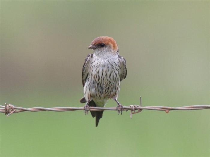 Greater Striped Swallow