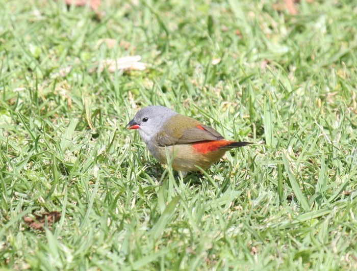 Yellow-bellied Waxbill