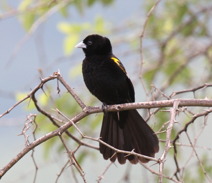White-winged WidowbirdCanon 40D400mm focal length