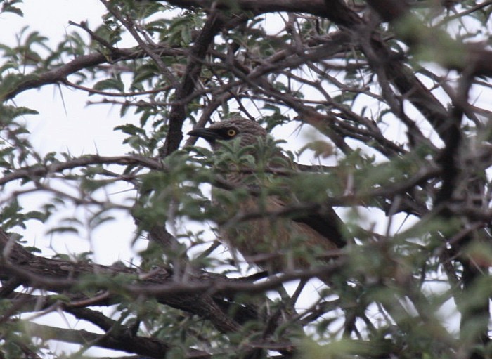Black-faced Babbler