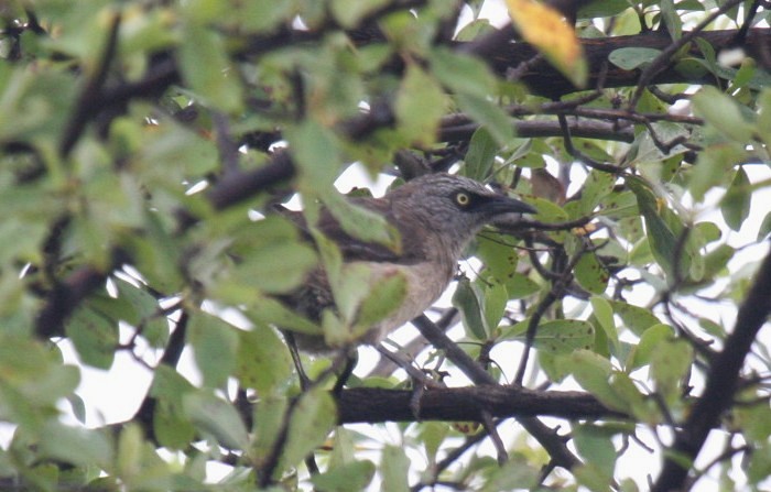 Black-faced Babbler