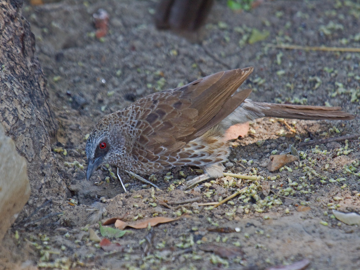Hartlaub's Babbler