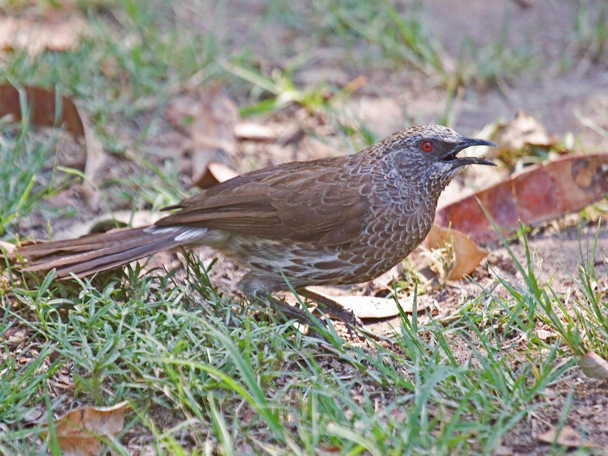 Hartlaub's Babbler