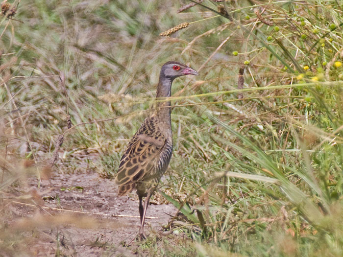 African Crake